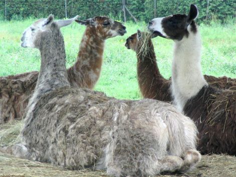 lama_1.jpg