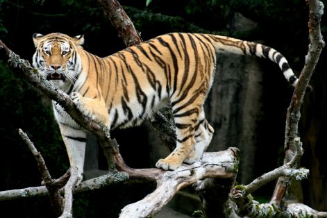 tiger_22.jpg